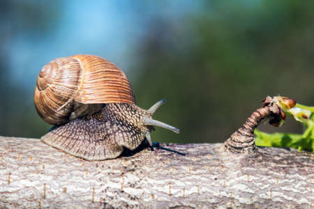large grape snail crawls on a tree in the gardenの写真素材
