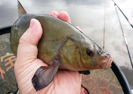 fish tench is caught by a fisherman and lies in the net of a fishing net. The fish is released back into the lakeの写真素材