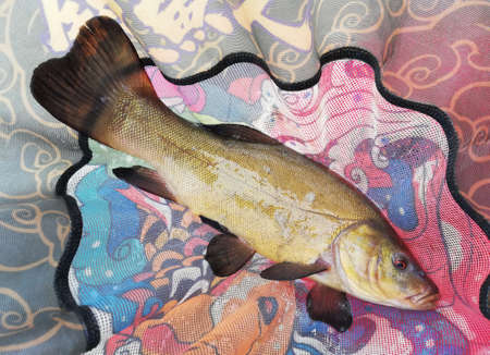 fish tench is caught by a fisherman and lies in the net of a fishing net. The fish is released back into the lakeの写真素材