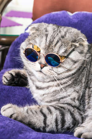 Scottish fold cat in fashionable round glasses on the sofaの写真素材