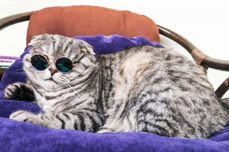 Scottish fold cat in fashionable round glasses on the sofaの写真素材