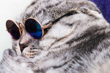 Scottish fold cat in fashionable round glasses. Cats face close upの写真素材