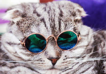 Scottish fold cat in fashionable round glasses. Cats face close upの写真素材