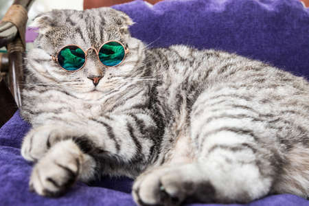 Scottish fold cat in fashionable round glasses on the sofaの写真素材