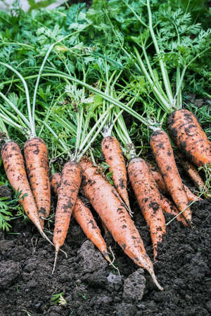 harvest of ripe carrots collected and lying on the ground in the gardenの写真素材