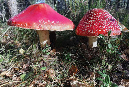 fly agaric mushroom poisonous grow in the forest among the grassの写真素材