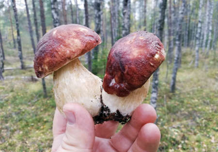 boletus edulis mushroom picked when picking mushrooms in the forestの写真素材