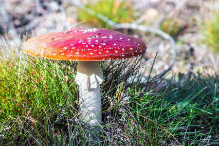 fly agaric mushroom poisonous grow in the forest among the grassの写真素材