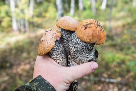 aspen mushrooms plucked when picking mushrooms in the forestの写真素材