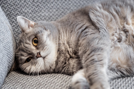 fat british cat lies on the couch and takesの写真素材