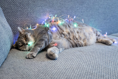 British shorthair cat entangled in a Christmas garland.の写真素材