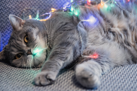 British shorthair cat entangled in a Christmas garlandの写真素材