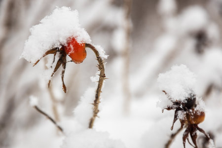 rosehip berries stick out from under the snowの写真素材