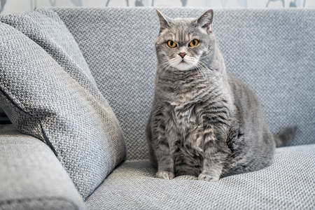 fat british cat sits on the couch and watches