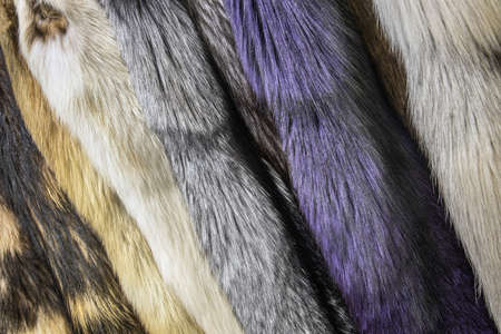 natural fur skins of different shades and colorsの写真素材