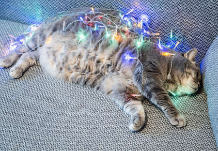 British shorthair cat entangled in a bright multicolored Christmas garlandの写真素材