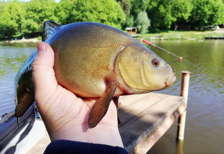angler holds a tench fish caught on a fishing rodの写真素材
