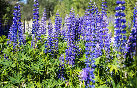beautiful lupin flowers grow in the forest thicketの写真素材