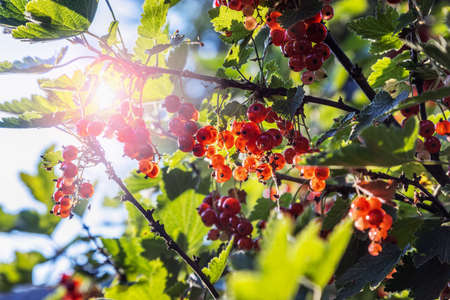 red currant berries ripen on the bushの写真素材