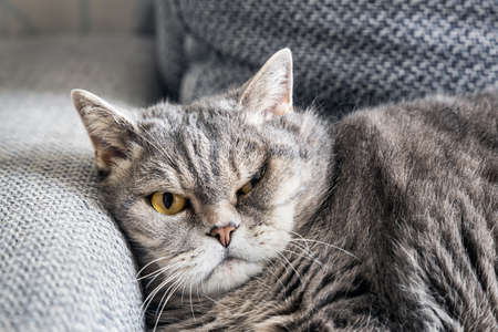 fat british cat lies on the couch and takesの写真素材