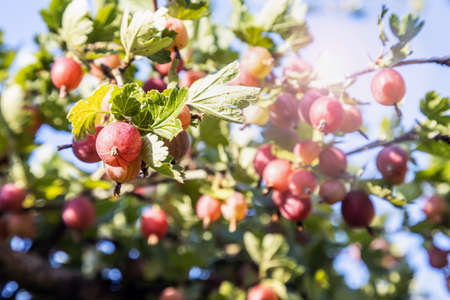 ripe gooseberry berries grow on the branches of the bushの写真素材