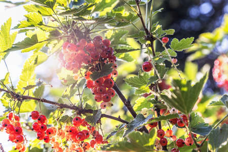 red currant berries ripen on the bushの写真素材