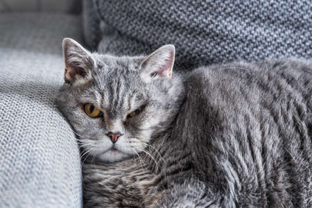 fat British cat sleeps on the sofa and looksの写真素材