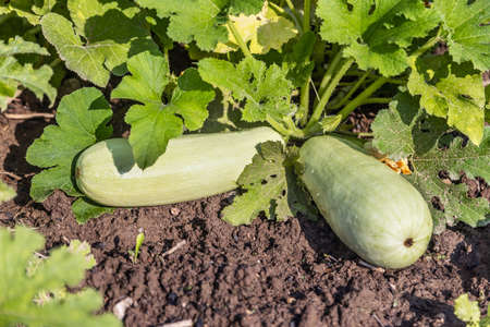 zucchini grow in the garden on the bedの写真素材