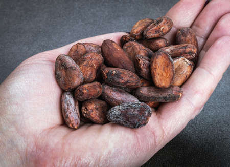 hand holds roasted Cocoa beans on a darkの写真素材