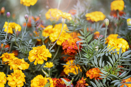 Marigolds are one of the most beautiful flowersの写真素材