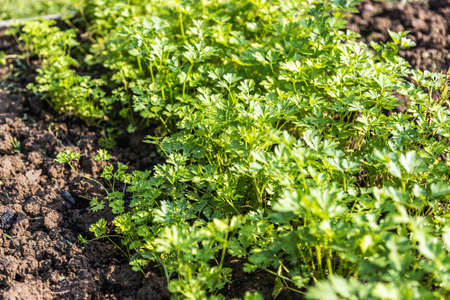 parsley greens grow in the gardenの写真素材