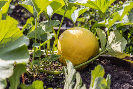 pumpkin grows in the garden on the bedの写真素材