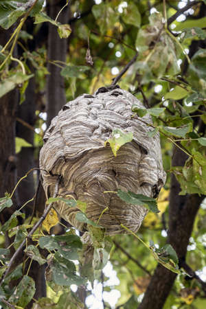 wasps nest is hanging on a tree and wasps are crawlingの写真素材