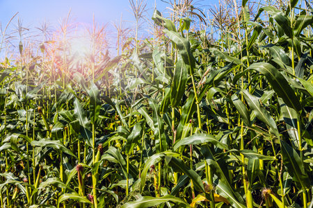 field with corn stalks against a blue skyの写真素材