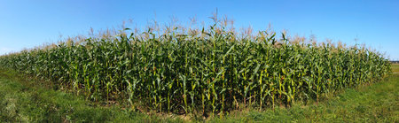 field with corn stalks against a blue skyの写真素材