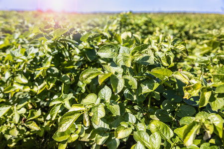 potato field with bushes of ripening potatoesの写真素材