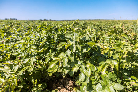 field to the horizon with bushes of ripening potatoesの写真素材