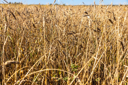 field with wheat and oat sprouts for animal feedingの写真素材