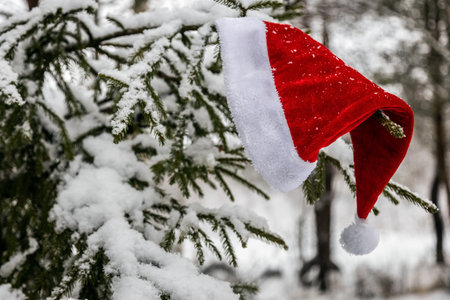 santa claus hat hanging on winter Christmas tree covered with snowの写真素材