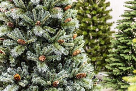 Christmas trees with cones, but without decorationsの写真素材