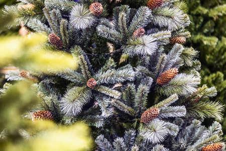 Christmas trees without decorations at the Christmas market for saleの写真素材
