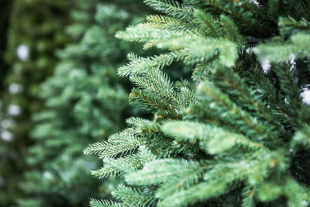 Christmas trees without decorations at the Christmas market for sale
