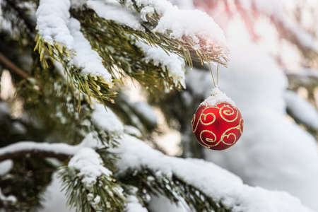 Christmas ball is hanging on a winter Christmas treeの写真素材