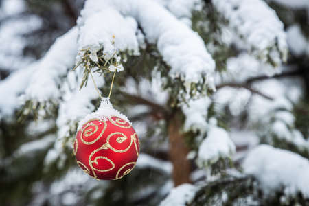 Christmas ball is hanging on a winter Christmas tree coveredの写真素材