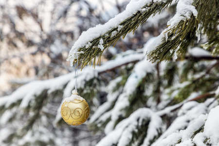 Christmas ball is hanging on a winter Christmas tree coveredの写真素材