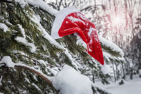 santa claus hat hanging on winter Christmas tree covered with snowの写真素材