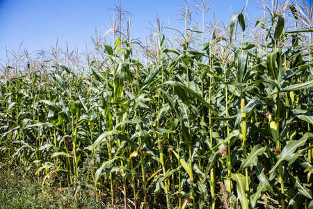 field with corn stalks against a blue sky on a summerの写真素材