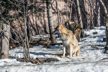 gray wolf or Eurasian wolf, a common predator on the territory of different countries