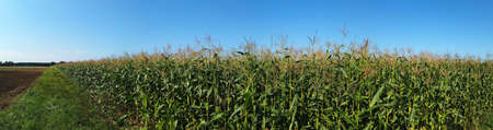 panorama field with cornstalks against a blue skyの写真素材