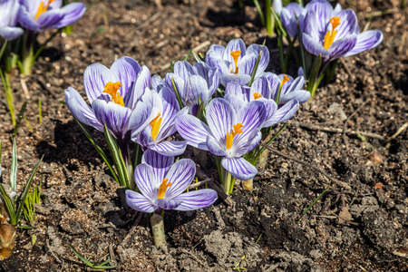 spring crocus flowers grow out of the groundの写真素材